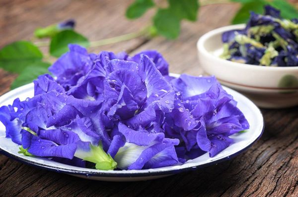 Hoa đậu biếc rất tốt cho sức khỏe nhưng có những người càng dùng càng độc, đặc biệt là 5 đối tượng này Hoa đậu biếc rất tốt cho sức khỏe nhưng có những người càng dùng càng độc, đặc biệt là 5 đối tượng này