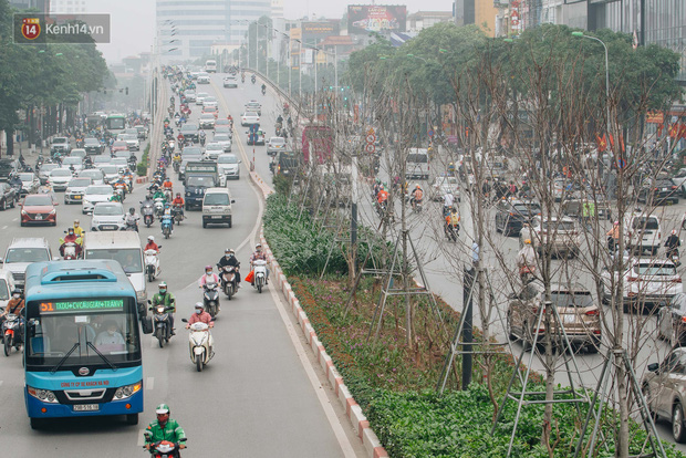 Hà Nội: Hàng phong lá đỏ được di dời trong đêm, nhường chỗ cho cây bàng lá nhỏ trong thời gian tới - 1 Hà Nội: Hàng phong lá đỏ được di dời trong đêm, nhường chỗ cho cây bàng lá nhỏ trong thời gian tới - 1