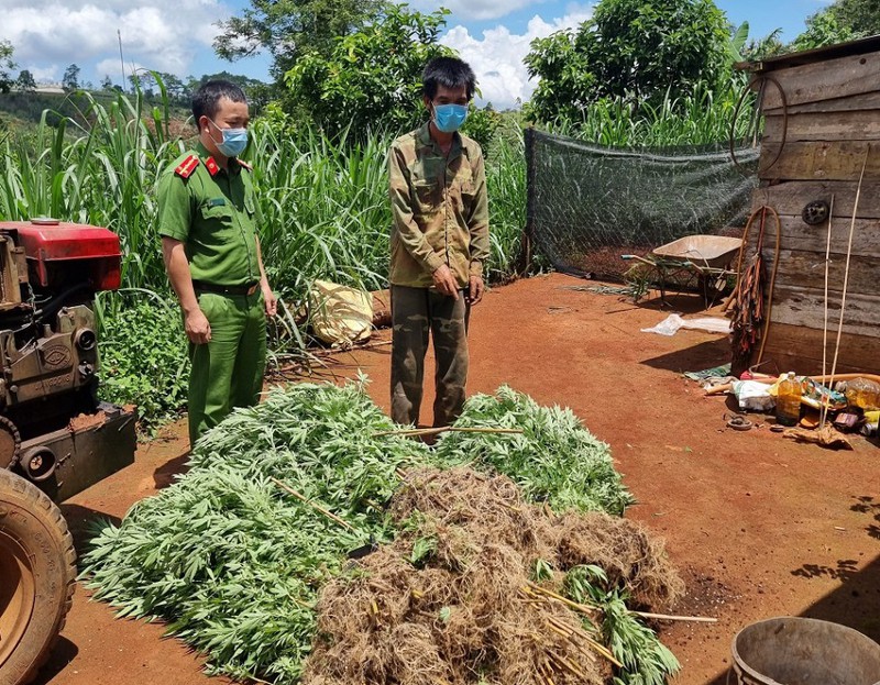 Từ TP.HCM lên Tây Nguyên trồng cần sa thuê thì bị bắt - 2 Từ TP.HCM lên Tây Nguyên trồng cần sa thuê thì bị bắt - 2