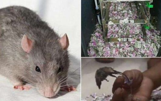 Nhận thẻ nhưng không nhả tiền, mở cây ATM ra kiểm tra, nhân viên quản lý vội báo cảnh sát vì cảnh tượng trước mắt - 1 Nhận thẻ nhưng không nhả tiền, mở cây ATM ra kiểm tra, nhân viên quản lý vội báo cảnh sát vì cảnh tượng trước mắt - 1