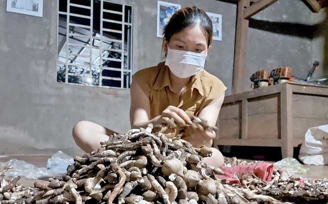 Mưa nắng đan xen, 'lộc trời' ngoi lên từ đất nhiều vô kể, rảnh tay hái, thu 10 triệu/ngày Mưa nắng đan xen, 'lộc trời' ngoi lên từ đất nhiều vô kể, rảnh tay hái, thu 10 triệu/ngày