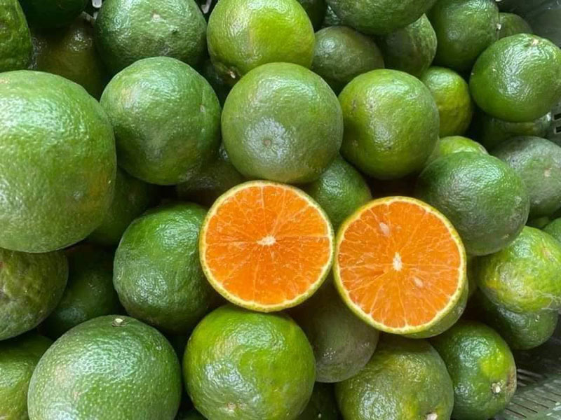Cam sành vắt nước, món bình dân bỗng thành hàng hot Sài Thành Cam sành vắt nước, món bình dân bỗng thành hàng hot Sài Thành