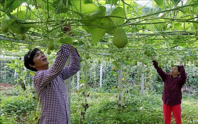 Rau, hoa Sapa rớt giá thảm - 1 Rau, hoa Sapa rớt giá thảm - 1