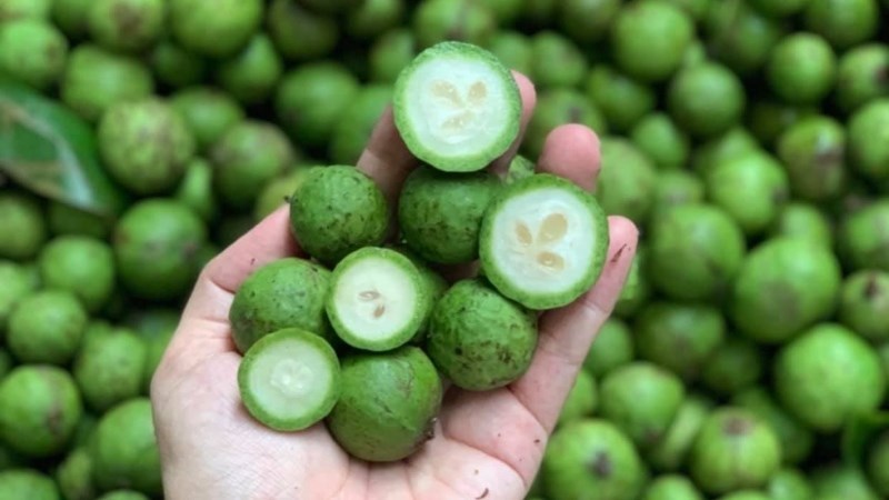 Loại quả đầy vỉa hè Hà Nội, lần đầu bán sang Úc thu ngay 6,5 tỷ Loại quả đầy vỉa hè Hà Nội, lần đầu bán sang Úc thu ngay 6,5 tỷ