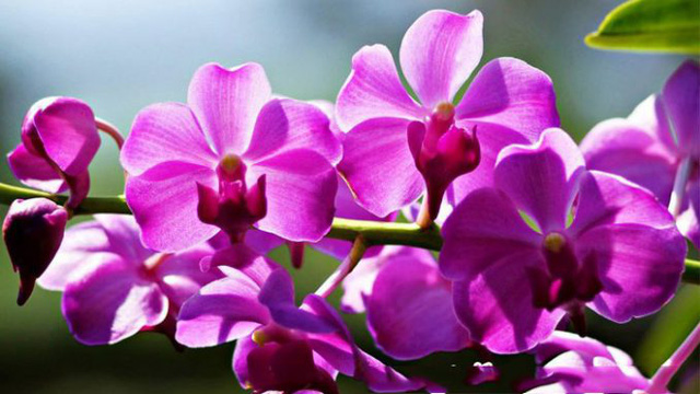 12 loại hoa may mắn được giới nhà giàu ưa chuộng: Vừa làm đẹp ngôi nhà vừa thu hút tài lộc 12 loại hoa may mắn được giới nhà giàu ưa chuộng: Vừa làm đẹp ngôi nhà vừa thu hút tài lộc