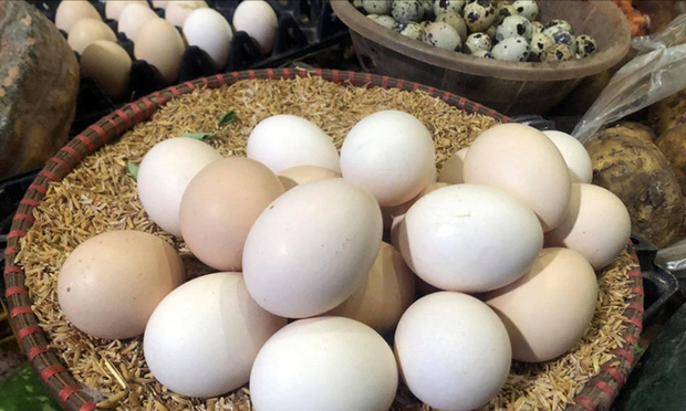 Giá gà xuống thấp kỷ lục trong lịch sử chăn nuôi, bán mỗi con hơn 2,5kg chỉ 12.000 đồng - 1 Giá gà xuống thấp kỷ lục trong lịch sử chăn nuôi, bán mỗi con hơn 2,5kg chỉ 12.000 đồng - 1
