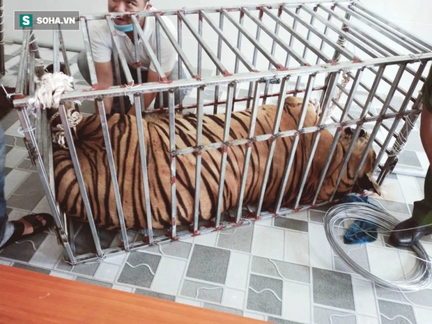 Video: Cận cảnh chuồng trại nuôi nhốt 17 con hổ lớn vừa bị công an triệt phá - 7 Video: Cận cảnh chuồng trại nuôi nhốt 17 con hổ lớn vừa bị công an triệt phá - 7