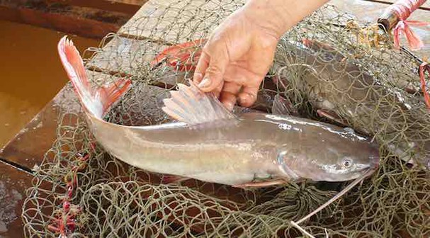 Đặc sản 'tiến Vua' giá thấp chưa từng thấy, chỉ ngang ngửa hàng chợ Đặc sản 'tiến Vua' giá thấp chưa từng thấy, chỉ ngang ngửa hàng chợ