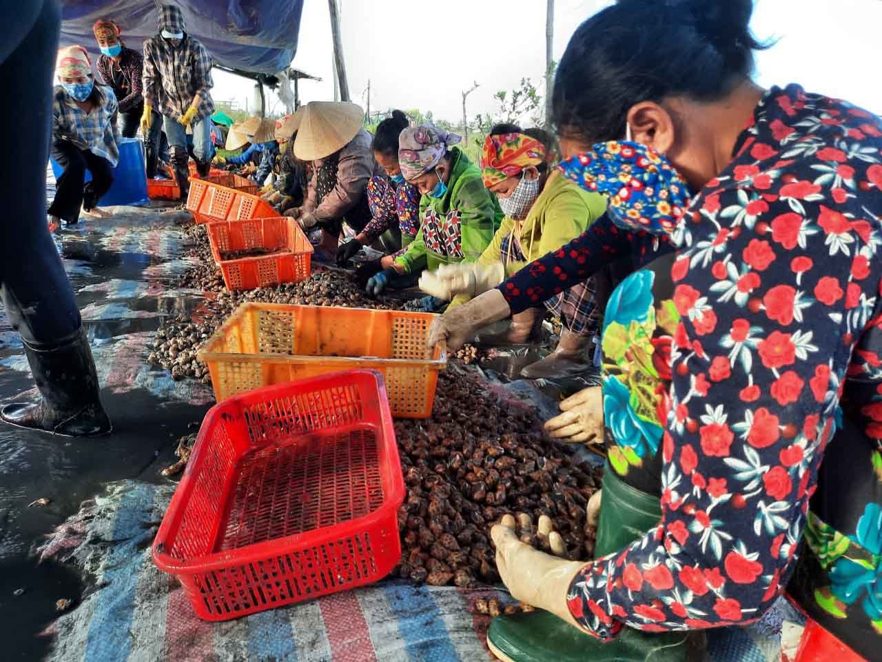 Đặc sản ốc hương ế ẩm, giá giảm quá nửa, rẻ chưa từng có - 7 Đặc sản ốc hương ế ẩm, giá giảm quá nửa, rẻ chưa từng có - 7