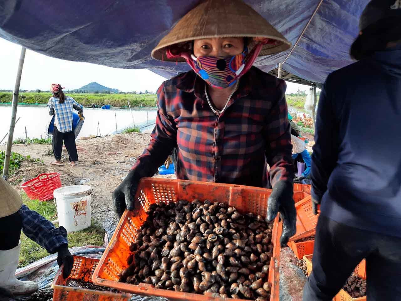 Đặc sản ốc hương ế ẩm, giá giảm quá nửa, rẻ chưa từng có - 9 Đặc sản ốc hương ế ẩm, giá giảm quá nửa, rẻ chưa từng có - 9