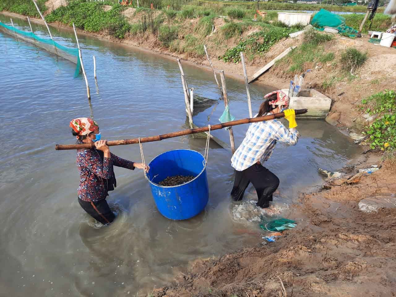 Đặc sản ốc hương ế ẩm, giá giảm quá nửa, rẻ chưa từng có - 3 Đặc sản ốc hương ế ẩm, giá giảm quá nửa, rẻ chưa từng có - 3