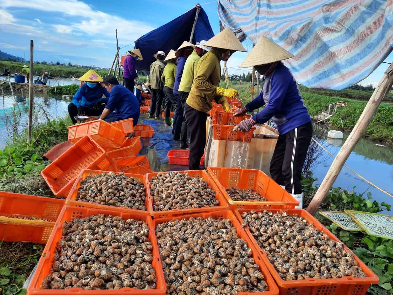 Đặc sản ốc hương ế ẩm, giá giảm quá nửa, rẻ chưa từng có - 5 Đặc sản ốc hương ế ẩm, giá giảm quá nửa, rẻ chưa từng có - 5
