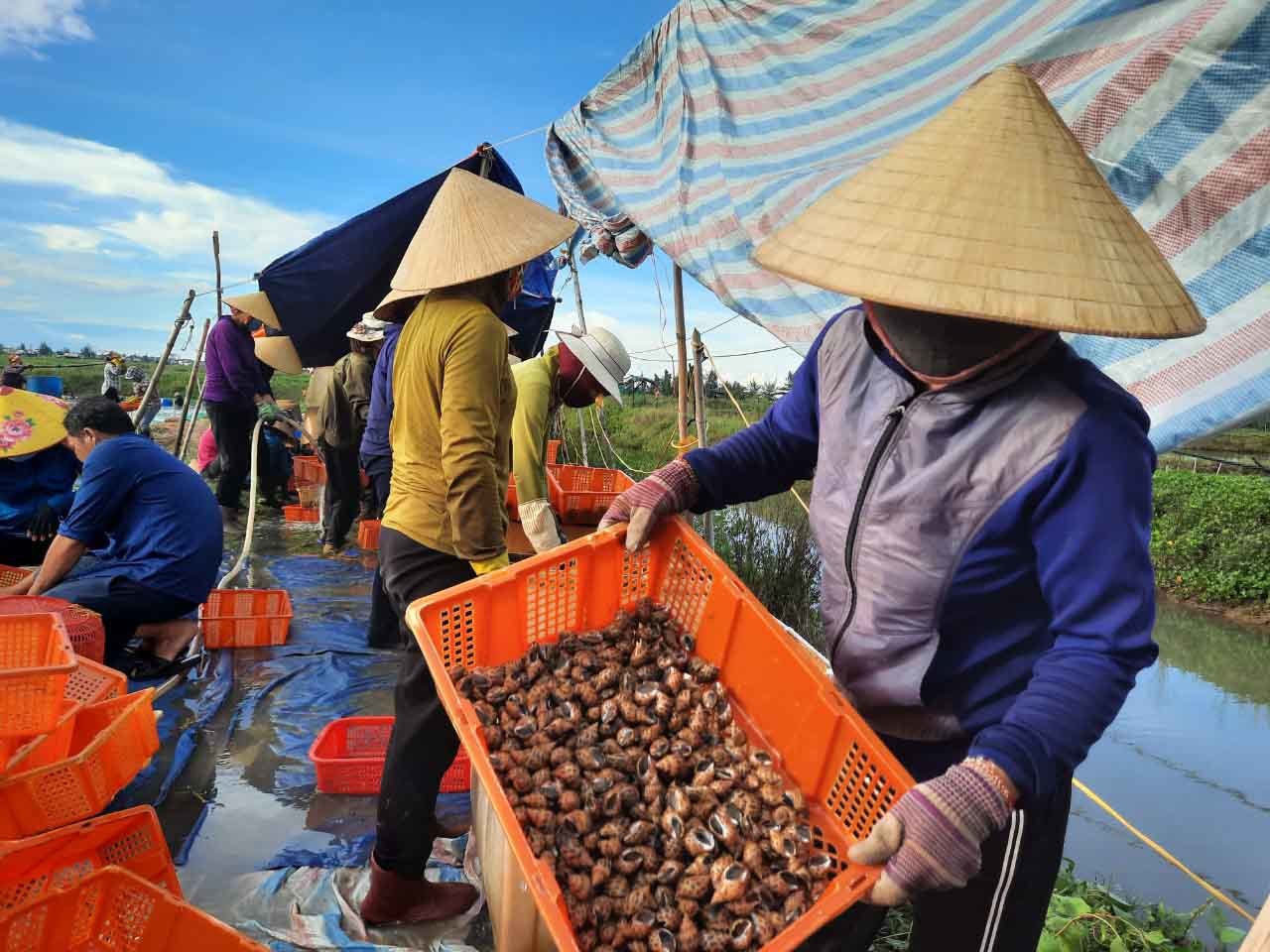 Đặc sản ốc hương ế ẩm, giá giảm quá nửa, rẻ chưa từng có - 10 Đặc sản ốc hương ế ẩm, giá giảm quá nửa, rẻ chưa từng có - 10