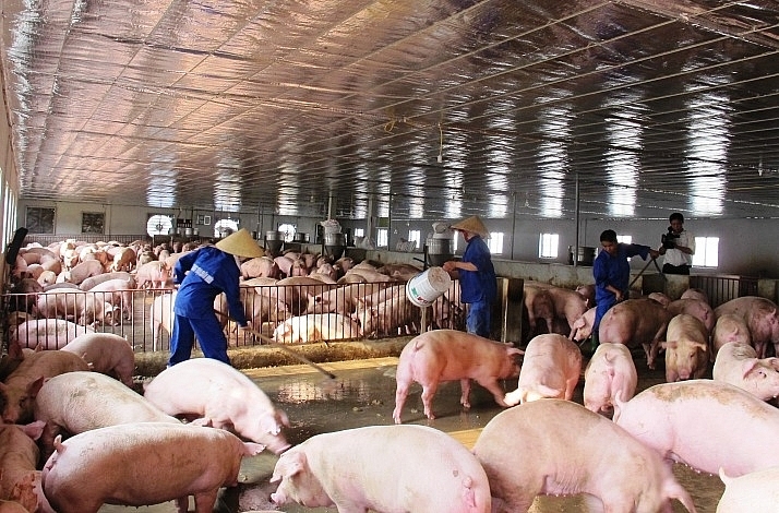 Giá thịt lợn lao dốc, chủ trại nuôi kêu trời vì lỗ tiền tỷ - 1 Giá thịt lợn lao dốc, chủ trại nuôi kêu trời vì lỗ tiền tỷ - 1