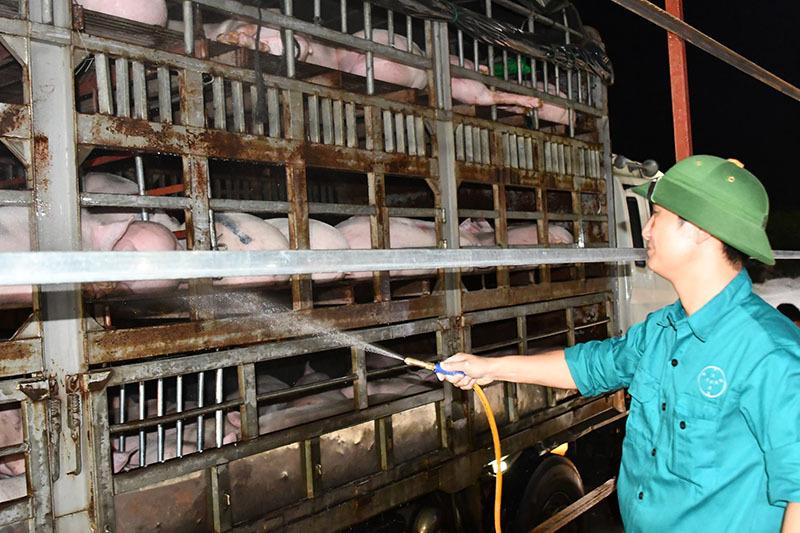 Giá thịt lợn lao dốc, chủ trại nuôi kêu trời vì lỗ tiền tỷ Giá thịt lợn lao dốc, chủ trại nuôi kêu trời vì lỗ tiền tỷ