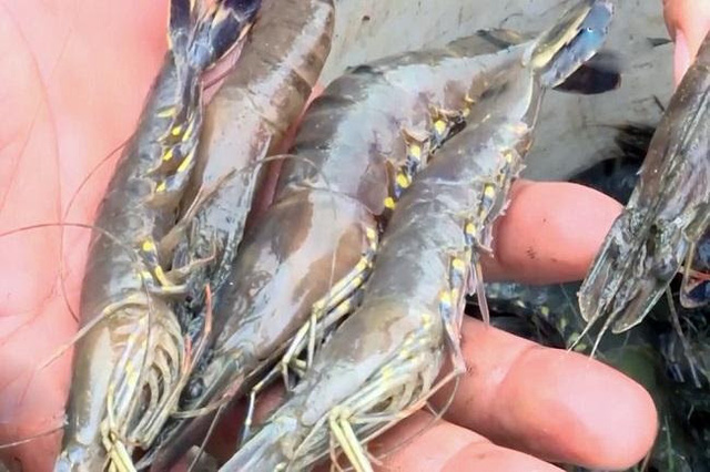 4 loại thực phẩm chứa nhiều kim loại nặng ăn nhiều vô cùng hại não nhưng đang xuất hiện ngày càng nhiều trong bữa ăn của các gia đình 4 loại thực phẩm chứa nhiều kim loại nặng ăn nhiều vô cùng hại não nhưng đang xuất hiện ngày càng nhiều trong bữa ăn của các gia đình