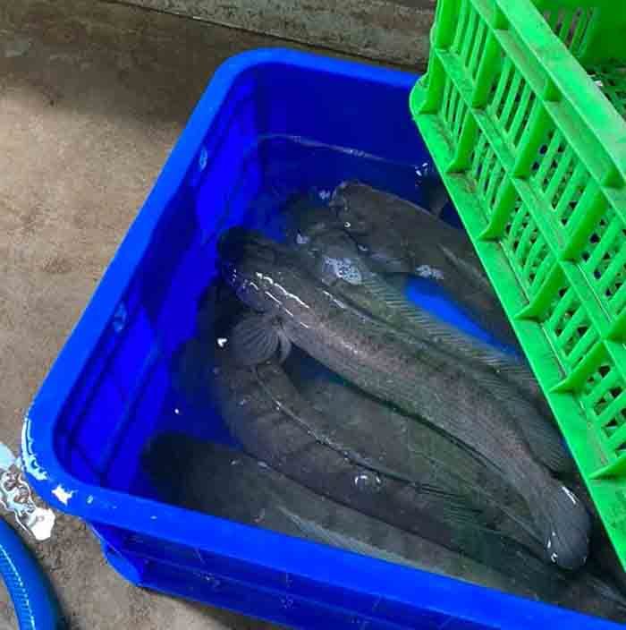Món ăn vỉa hè nhiều người mê, tiểu thương ngày bán vài trăm con Món ăn vỉa hè nhiều người mê, tiểu thương ngày bán vài trăm con