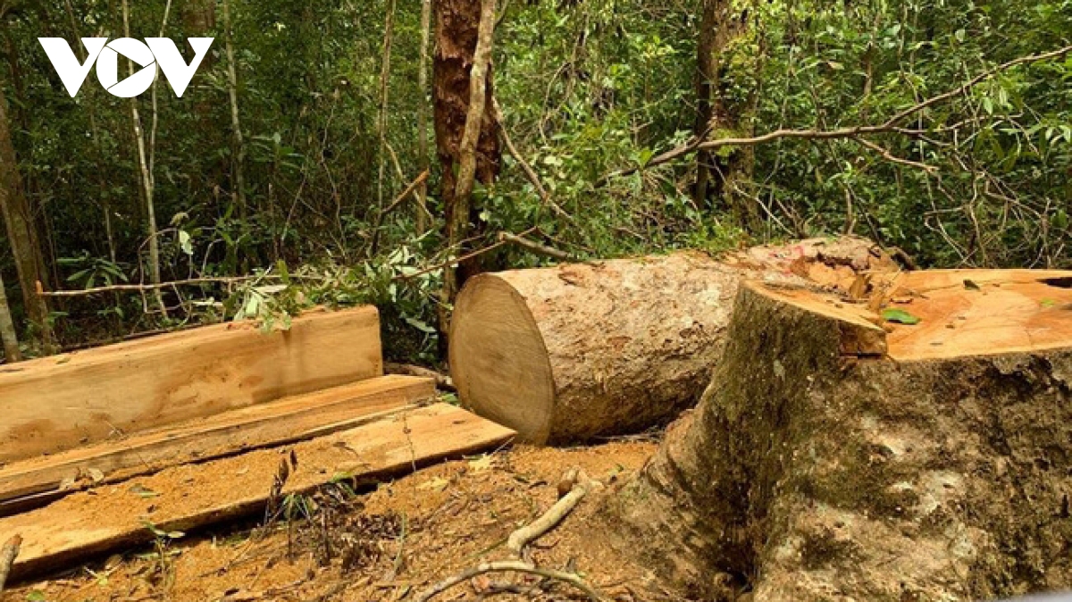 Khởi tố Trạm trưởng bảo vệ rừng và 2 nhân viên khai thác gỗ trái phép Khởi tố Trạm trưởng bảo vệ rừng và 2 nhân viên khai thác gỗ trái phép