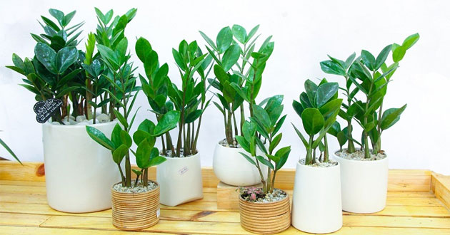 3 món đồ phong thủy nên đặt ở cửa để chiêu tài đón lộc vào nhà, ai cũng nên có ít nhất một món thì mới mong no đủ, giàu có - 1 3 món đồ phong thủy nên đặt ở cửa để chiêu tài đón lộc vào nhà, ai cũng nên có ít nhất một món thì mới mong no đủ, giàu có - 1