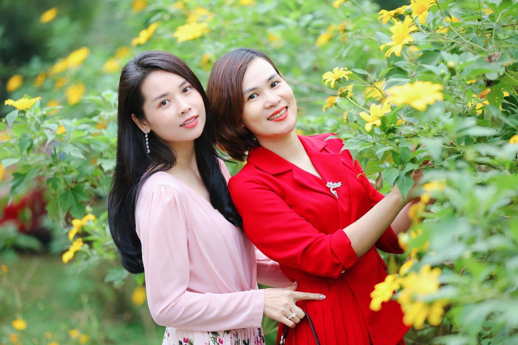 Hoa dã quỳ vàng rực đẹp mê hồn ở Vườn quốc gia Ba Vì - 2 Hoa dã quỳ vàng rực đẹp mê hồn ở Vườn quốc gia Ba Vì - 2
