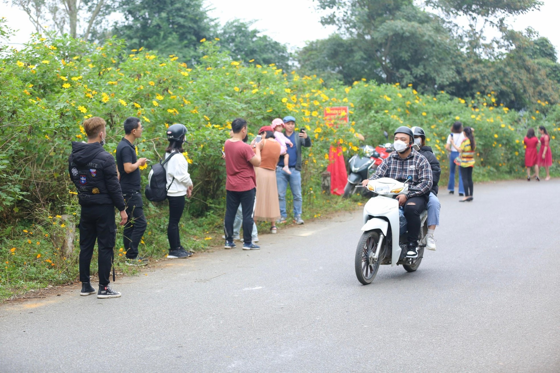 Hoa dã quỳ vàng rực đẹp mê hồn ở Vườn quốc gia Ba Vì - 7 Hoa dã quỳ vàng rực đẹp mê hồn ở Vườn quốc gia Ba Vì - 7