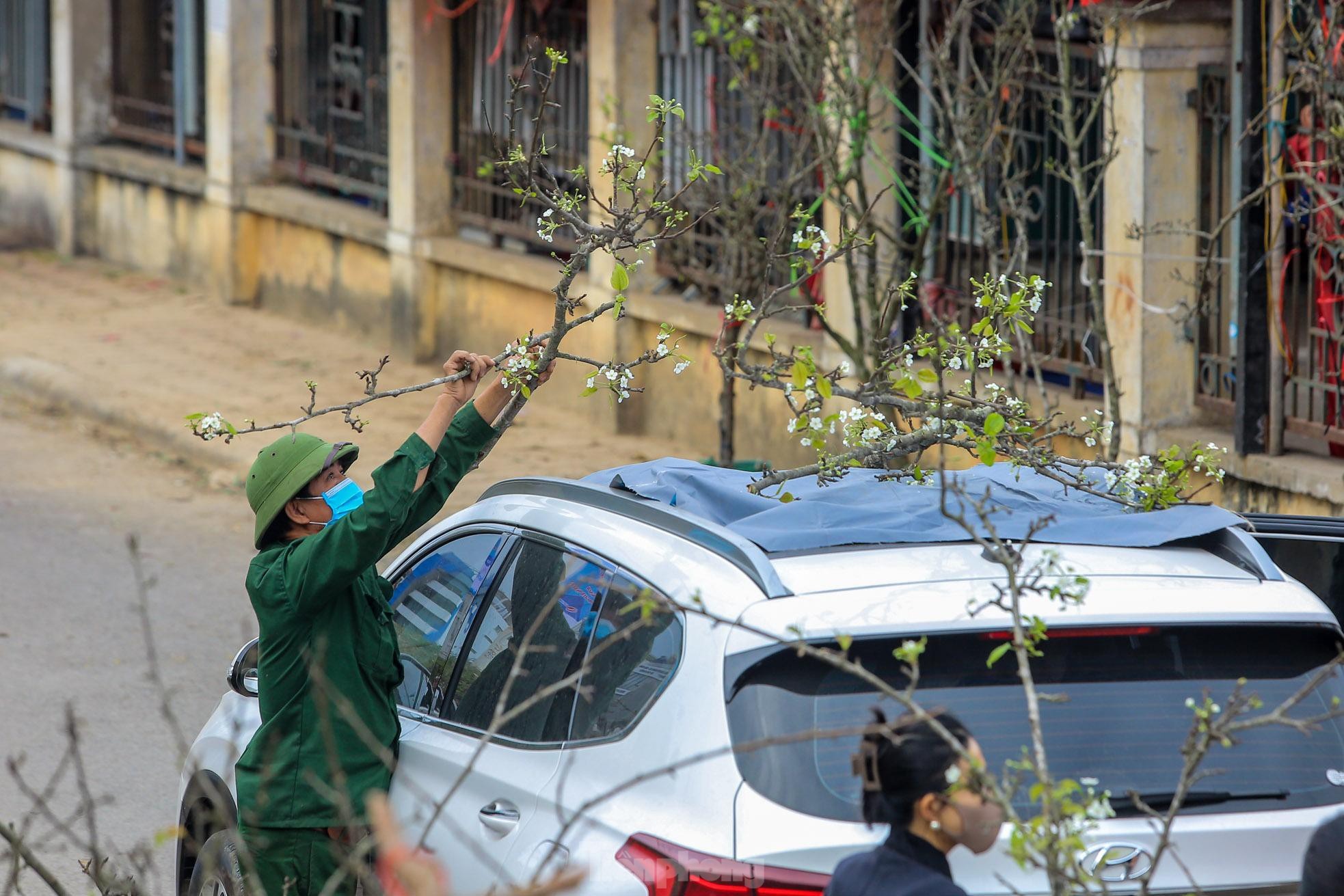 Hoa lê rừng xuống phố, người Hà Nội chi tiền triệu 'chơi Tết' sớm - 11 Hoa lê rừng xuống phố, người Hà Nội chi tiền triệu 'chơi Tết' sớm - 11