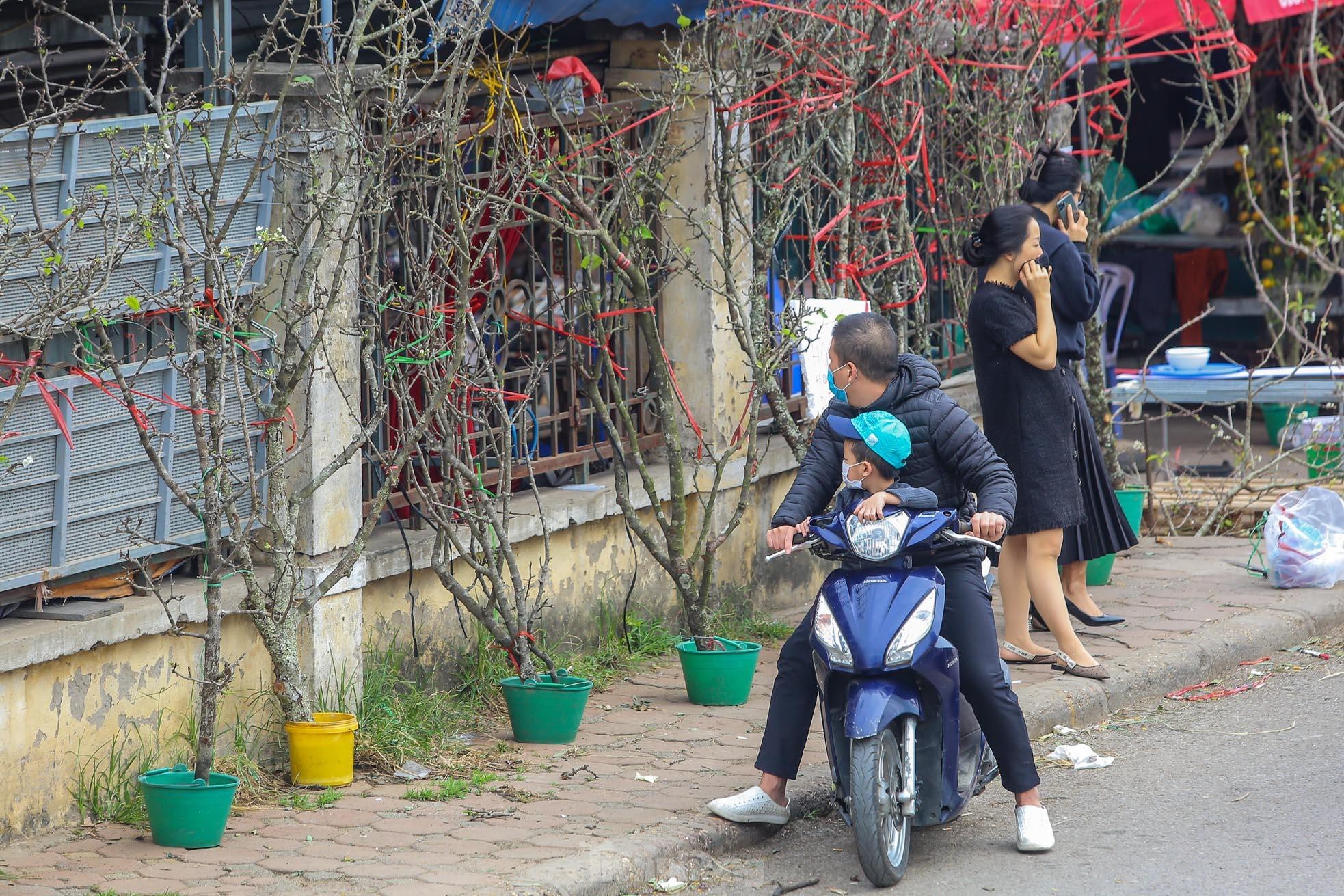 Hoa lê rừng xuống phố, người Hà Nội chi tiền triệu 'chơi Tết' sớm - 12 Hoa lê rừng xuống phố, người Hà Nội chi tiền triệu 'chơi Tết' sớm - 12
