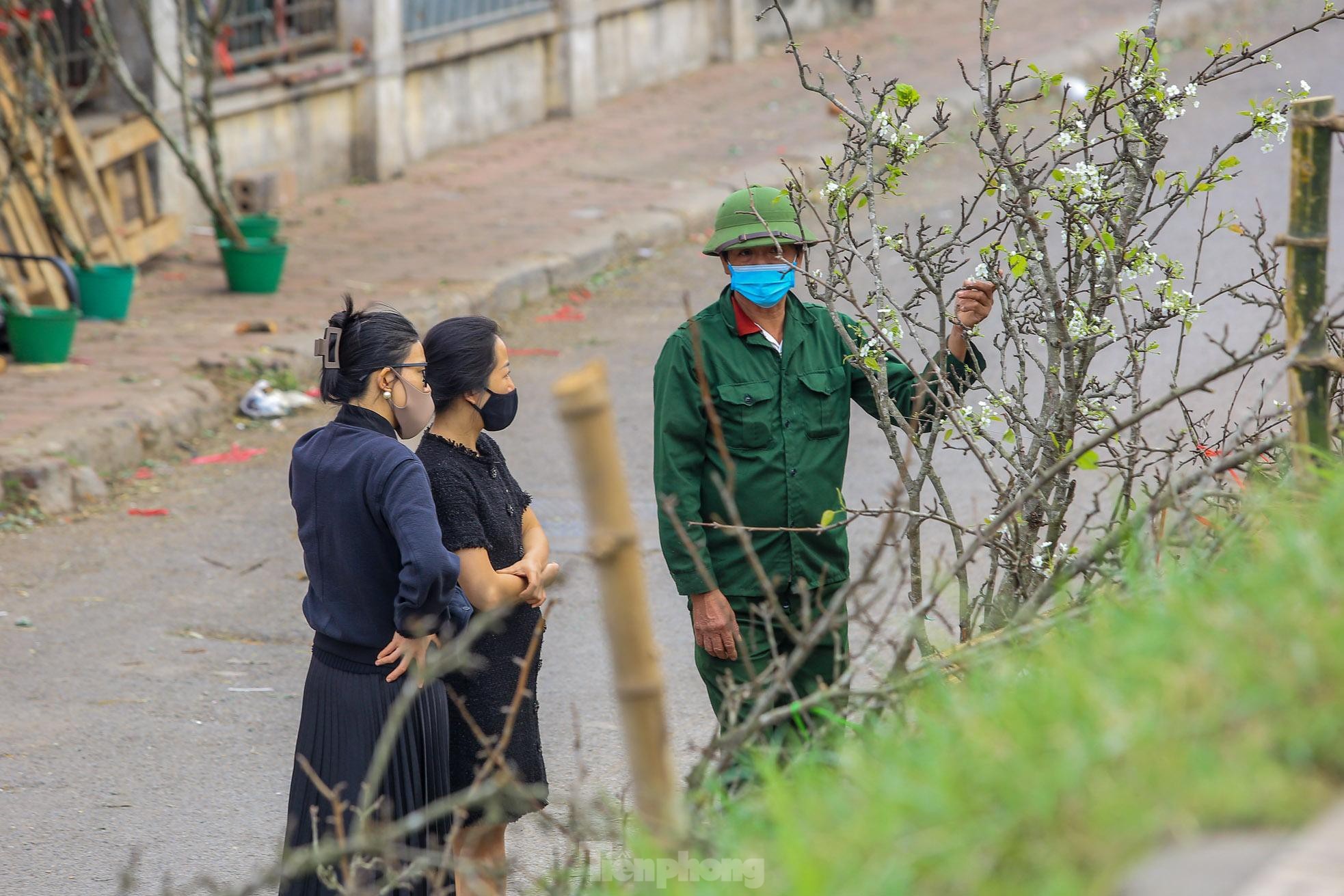 Hoa lê rừng xuống phố, người Hà Nội chi tiền triệu 'chơi Tết' sớm - 3 Hoa lê rừng xuống phố, người Hà Nội chi tiền triệu 'chơi Tết' sớm - 3