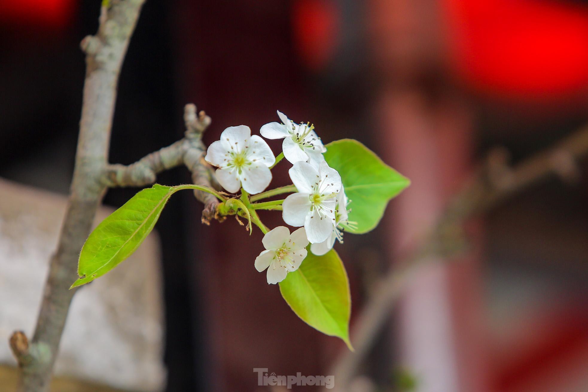 Hoa lê rừng xuống phố, người Hà Nội chi tiền triệu 'chơi Tết' sớm - 6 Hoa lê rừng xuống phố, người Hà Nội chi tiền triệu 'chơi Tết' sớm - 6