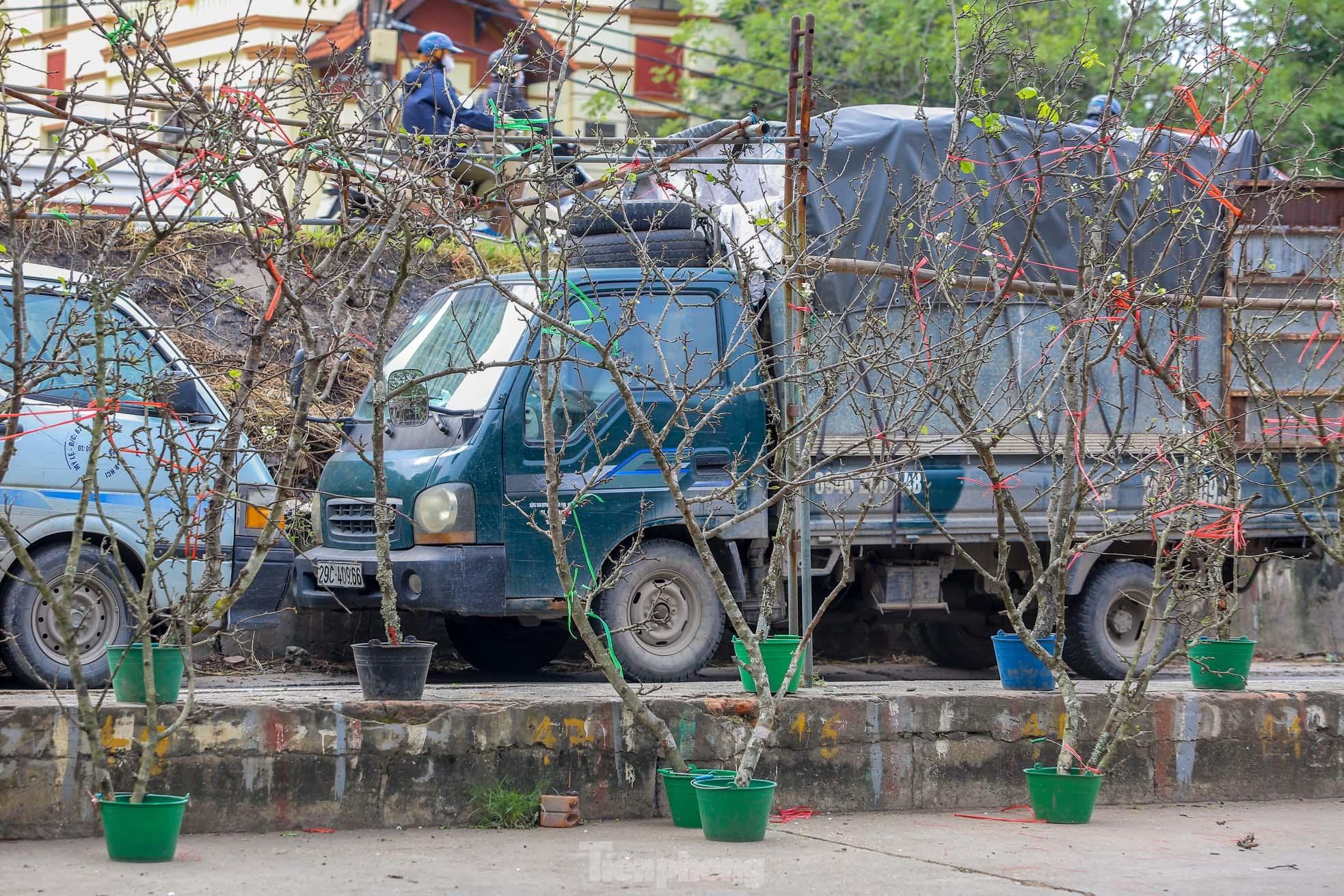 Hoa lê rừng xuống phố, người Hà Nội chi tiền triệu 'chơi Tết' sớm - 8 Hoa lê rừng xuống phố, người Hà Nội chi tiền triệu 'chơi Tết' sớm - 8
