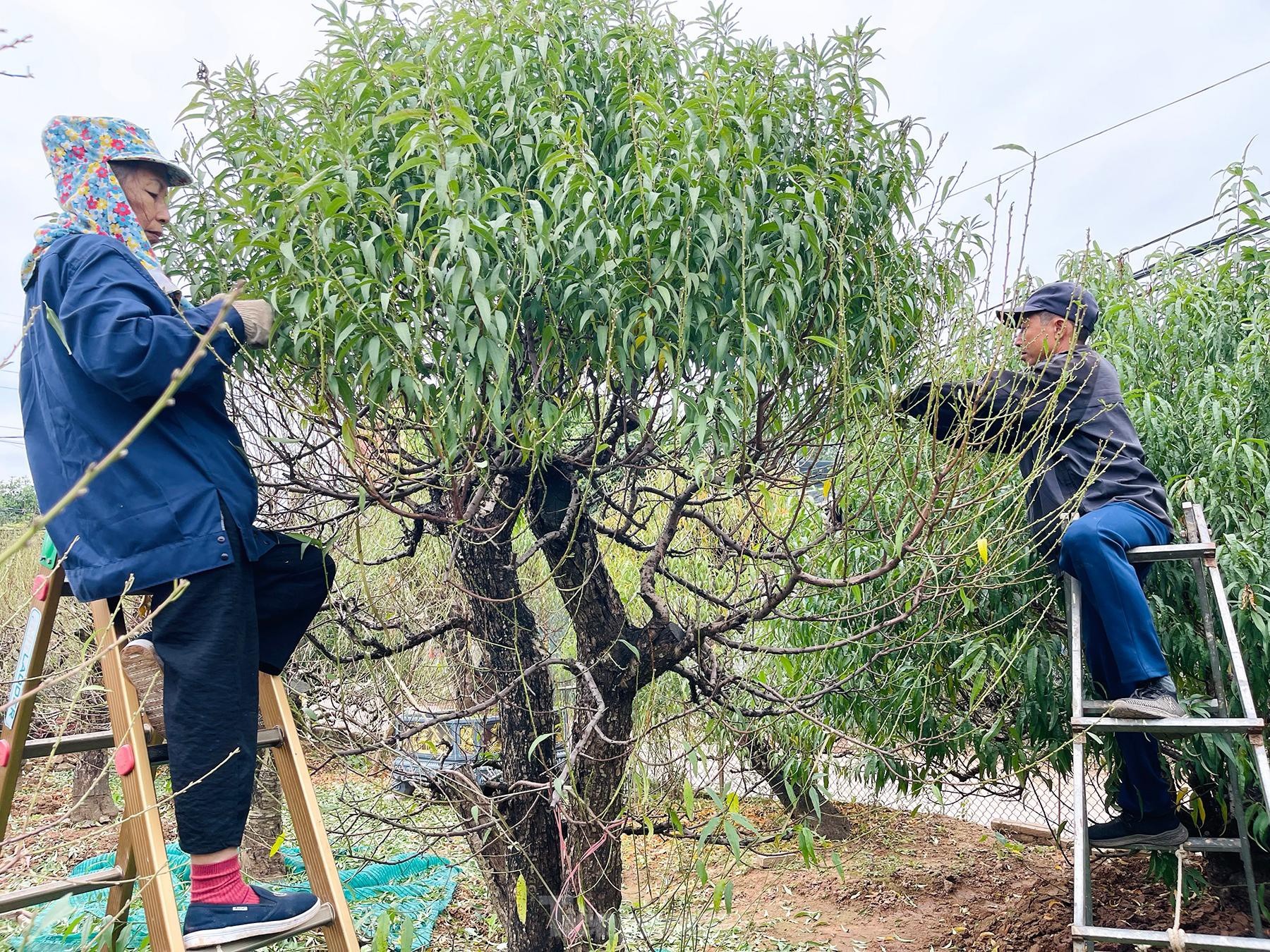 Người trồng đào Nhật Tân tất bật tuốt lá, lắp điều hòa chuẩn bị vụ hoa Tết - 1 Người trồng đào Nhật Tân tất bật tuốt lá, lắp điều hòa chuẩn bị vụ hoa Tết - 1