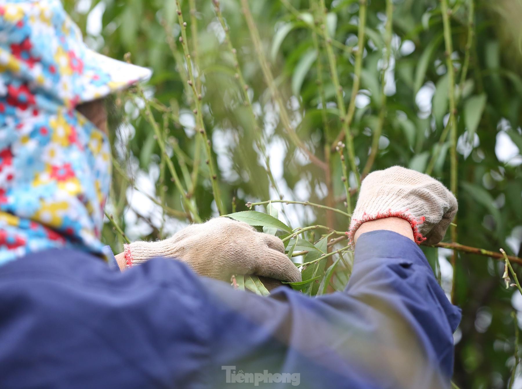 Người trồng đào Nhật Tân tất bật tuốt lá, lắp điều hòa chuẩn bị vụ hoa Tết - 2 Người trồng đào Nhật Tân tất bật tuốt lá, lắp điều hòa chuẩn bị vụ hoa Tết - 2