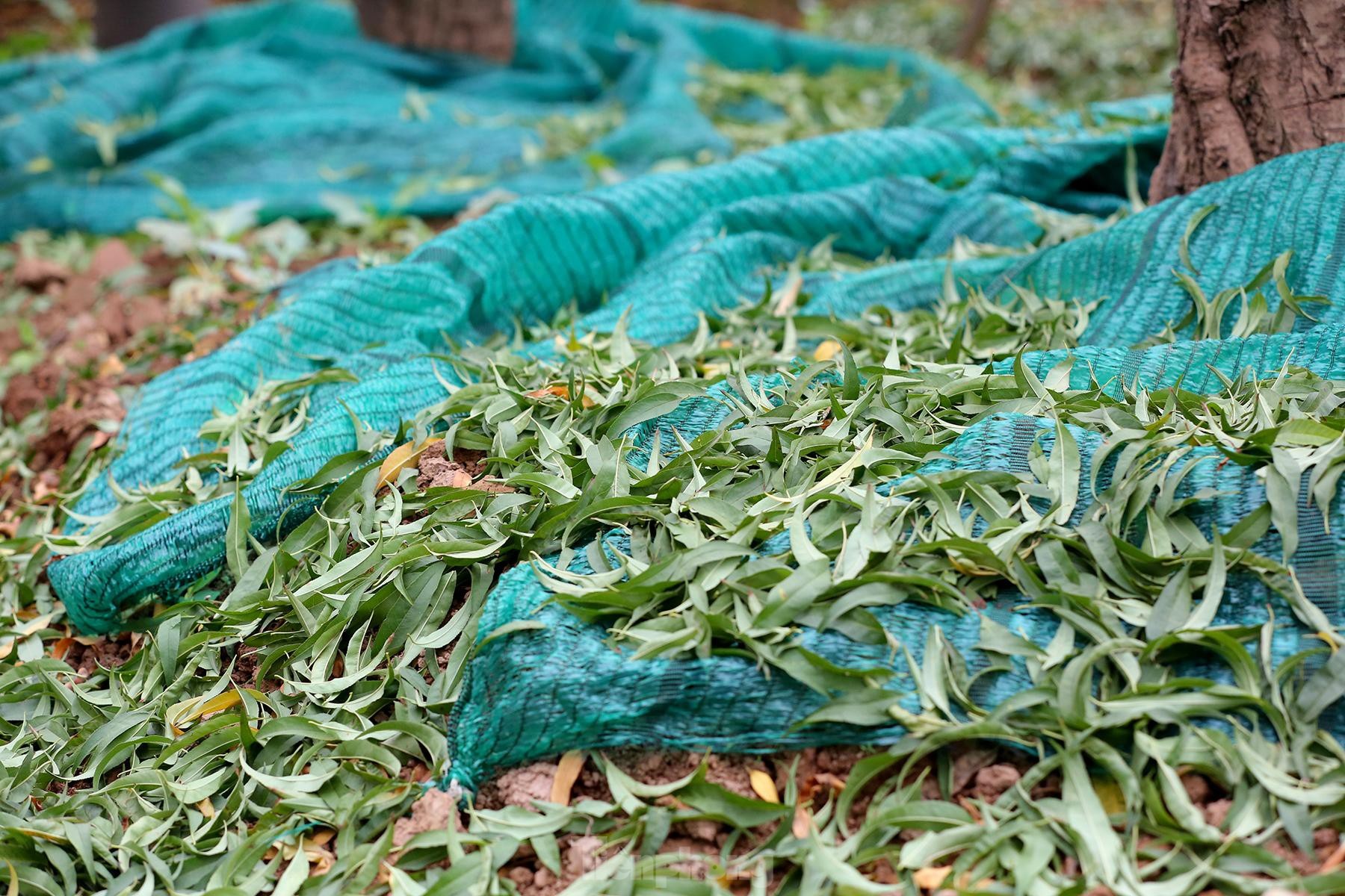 Người trồng đào Nhật Tân tất bật tuốt lá, lắp điều hòa chuẩn bị vụ hoa Tết - 3 Người trồng đào Nhật Tân tất bật tuốt lá, lắp điều hòa chuẩn bị vụ hoa Tết - 3