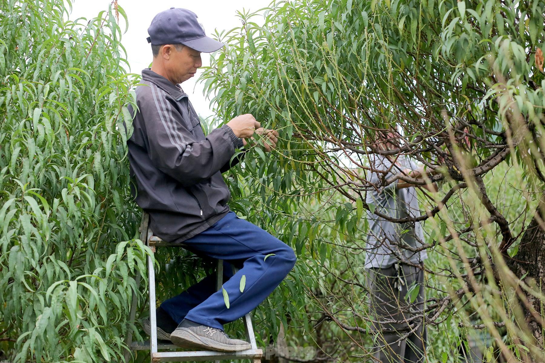 Người trồng đào Nhật Tân tất bật tuốt lá, lắp điều hòa chuẩn bị vụ hoa Tết - 5 Người trồng đào Nhật Tân tất bật tuốt lá, lắp điều hòa chuẩn bị vụ hoa Tết - 5