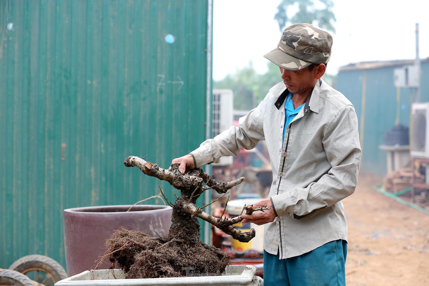 Người trồng đào Nhật Tân tất bật tuốt lá, lắp điều hòa chuẩn bị vụ hoa Tết - 7 Người trồng đào Nhật Tân tất bật tuốt lá, lắp điều hòa chuẩn bị vụ hoa Tết - 7
