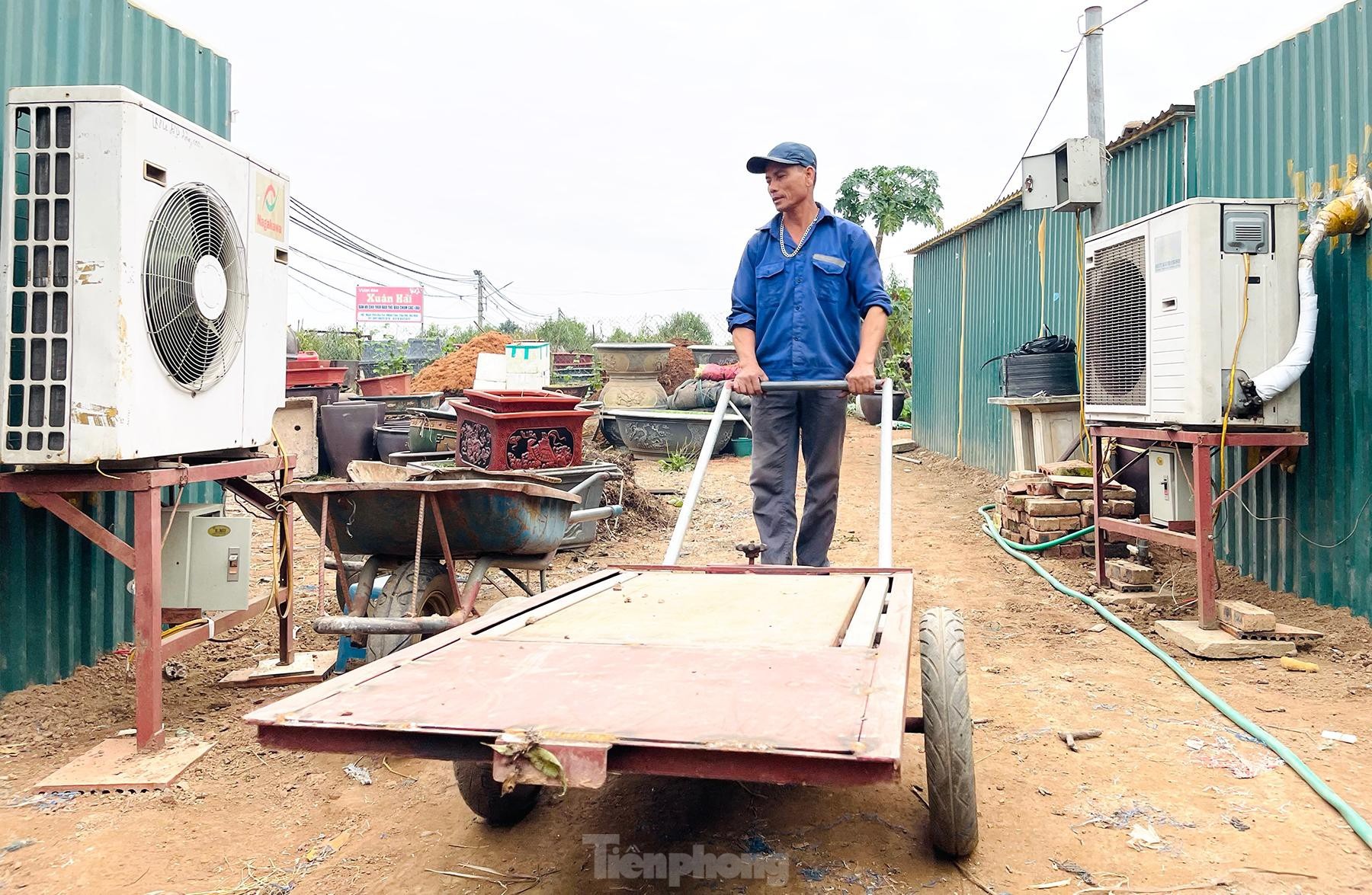 Người trồng đào Nhật Tân tất bật tuốt lá, lắp điều hòa chuẩn bị vụ hoa Tết - 8 Người trồng đào Nhật Tân tất bật tuốt lá, lắp điều hòa chuẩn bị vụ hoa Tết - 8