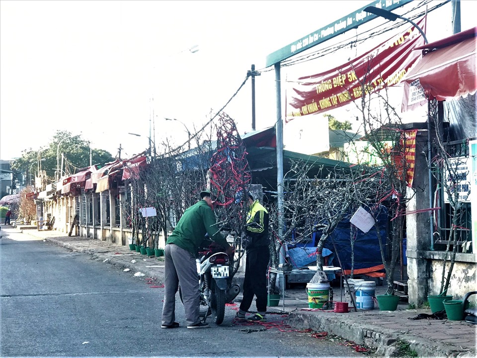 Hoa lê rừng xuống phố, giá rẻ vẫn ế ẩm khách mua chơi Tết - 3 Hoa lê rừng xuống phố, giá rẻ vẫn ế ẩm khách mua chơi Tết - 3