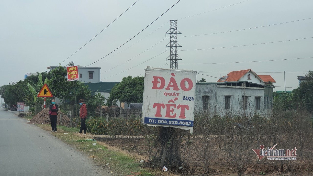 Đào quất Tết 'nằm' yên ắng, khách hủy kèo, bỏ cọc cả vườn - 7 Đào quất Tết 'nằm' yên ắng, khách hủy kèo, bỏ cọc cả vườn - 7