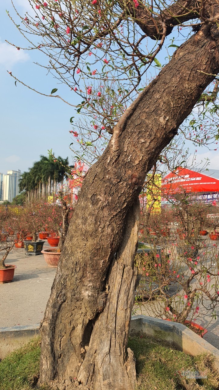 Mãn nhãn cặp đào 'khủng' nhất chợ Tết Mỹ Đình, bắc thang mới nhìn thấy ngọn - 8 Mãn nhãn cặp đào 'khủng' nhất chợ Tết Mỹ Đình, bắc thang mới nhìn thấy ngọn - 8