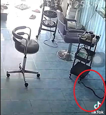 Đang yên lành, mèo cưng đưa 'bạn' về chơi khiến tất cả sợ hãi bỏ chạy - 2 Đang yên lành, mèo cưng đưa 'bạn' về chơi khiến tất cả sợ hãi bỏ chạy - 2