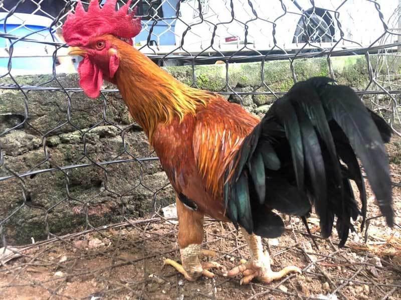Những chú gà quý hiếm, độc nhất thế giới của Việt Nam - 3 Những chú gà quý hiếm, độc nhất thế giới của Việt Nam - 3