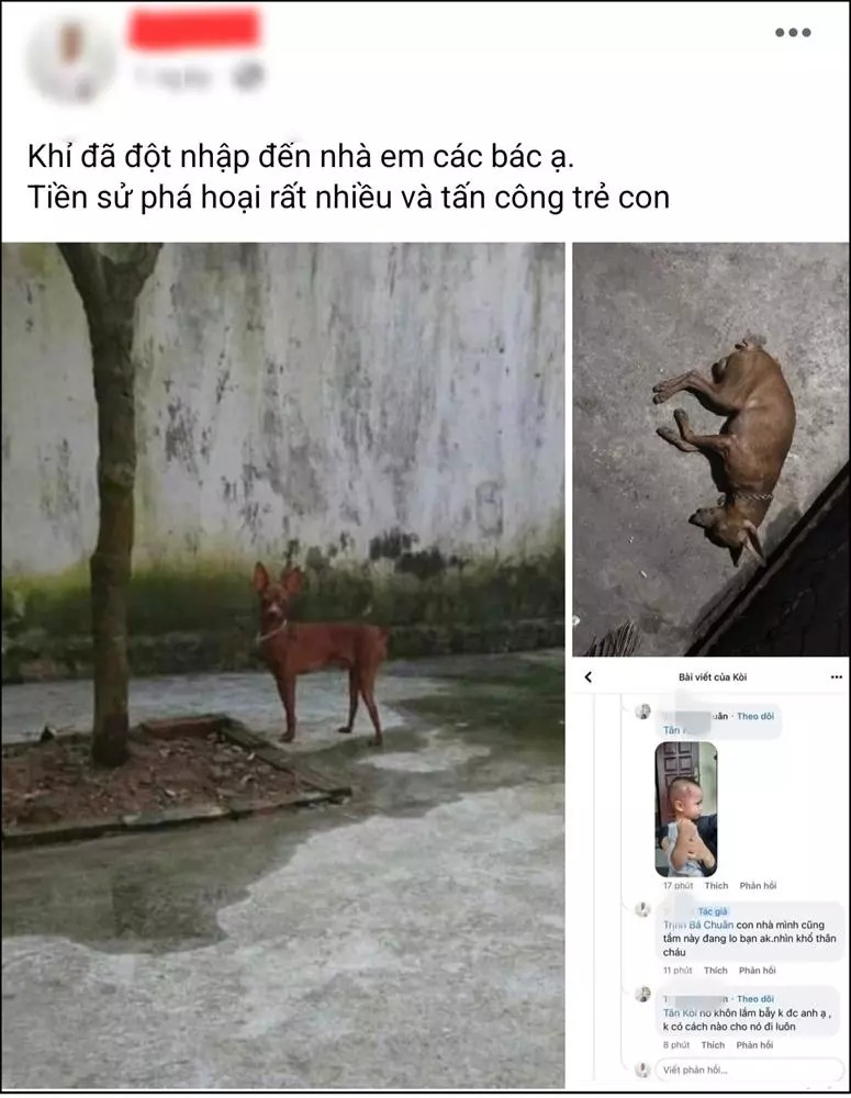 Xôn xao khỉ sổng chuồng ở Thái Bình, tấn công người, cắn vật nuôi Xôn xao khỉ sổng chuồng ở Thái Bình, tấn công người, cắn vật nuôi