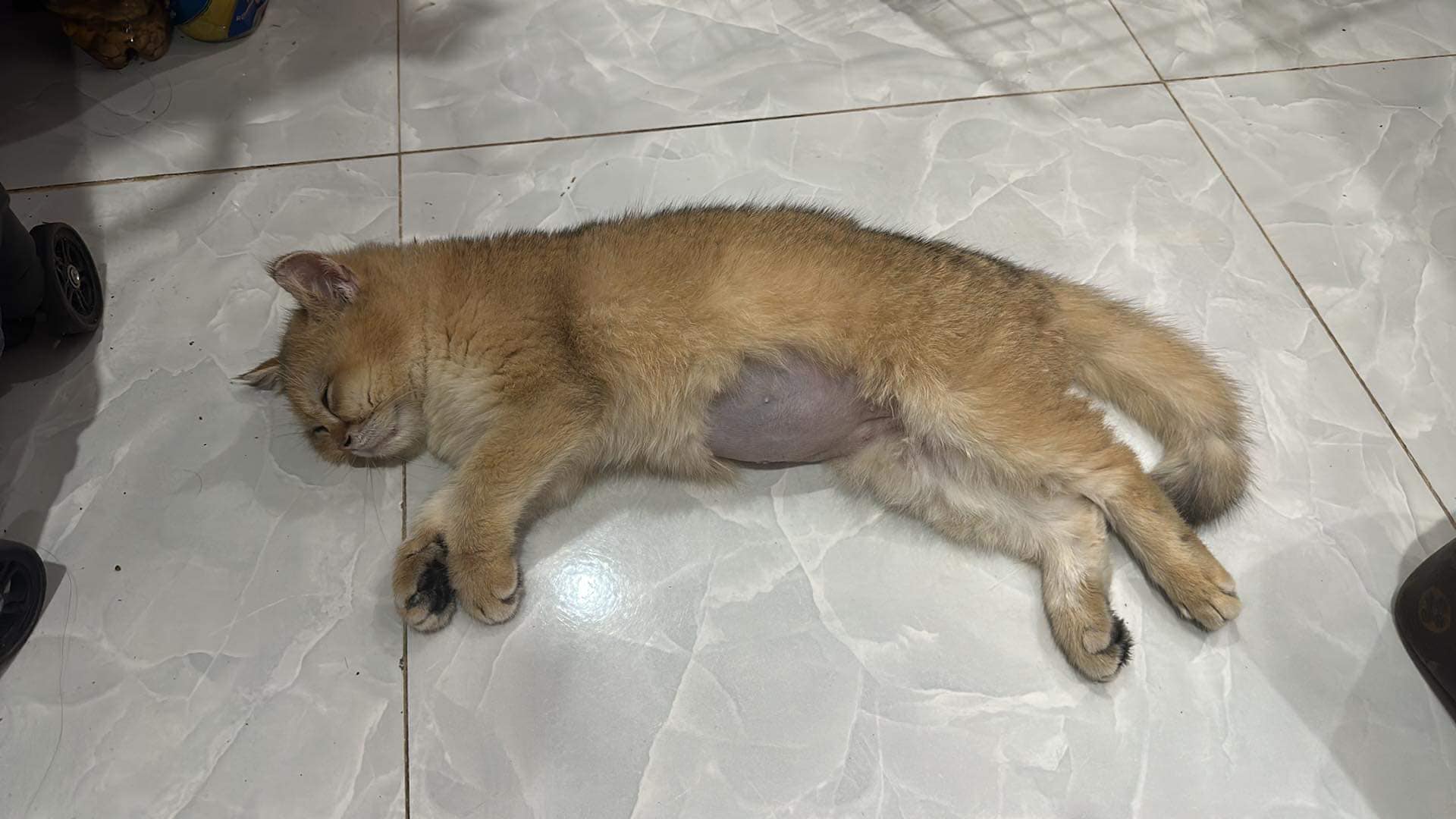 Vụ chú mèo Golden bị giẫm đạp: Rò rỉ đoạn bình luận của người dì ruột - 1 Vụ chú mèo Golden bị giẫm đạp: Rò rỉ đoạn bình luận của người dì ruột - 1