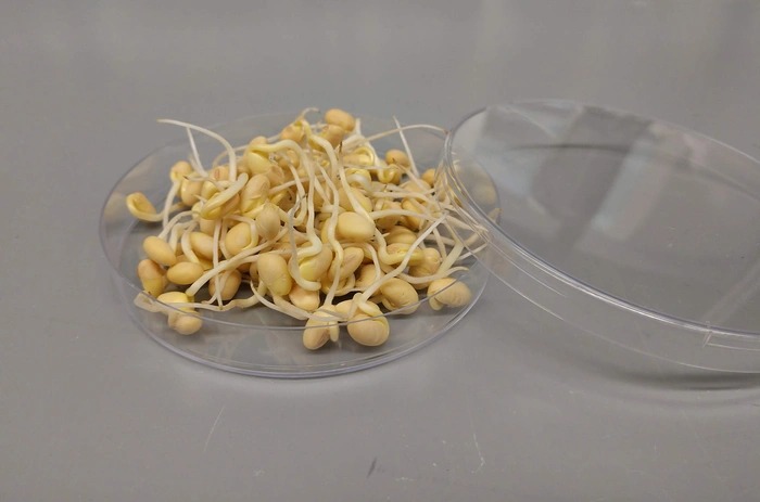 Mầm đậu nành được cho là tốt cho phụ nữ trong giai đoạn mãn kinh (Ảnh: Toshihiro Obata)