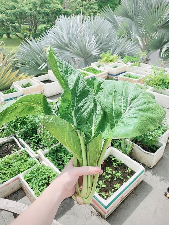Trên sân thượng, cô trồng nhiều rau xanh. Nữ ca sĩ từng chia sẻ: 