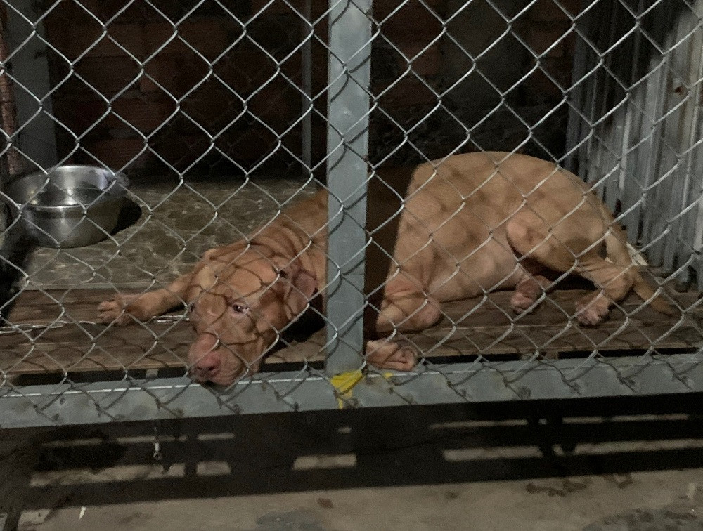 Chó Pitbull của con gái cắn chết mẹ ruột 82 tuổi