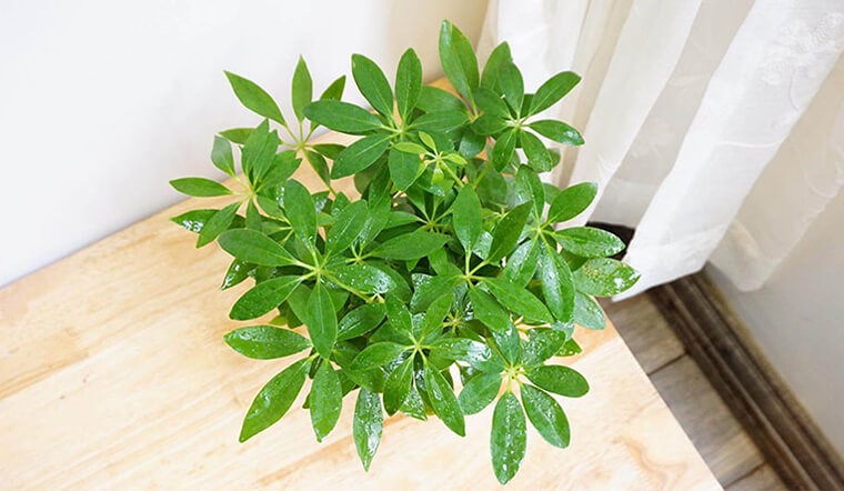 Người giàu thích đặt 5 cây này trước cửa, để phú quý không ngừng chảy vào nhà - Ảnh 5.