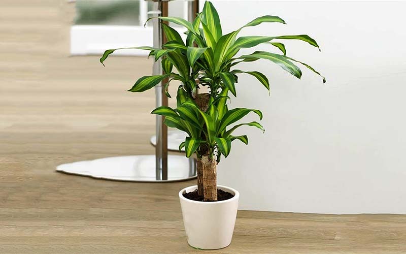 Người giàu thích đặt 5 cây này trước cửa, để phú quý không ngừng chảy vào nhà - Ảnh 2.