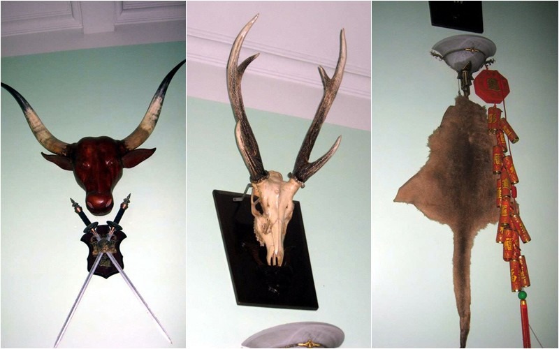 Trên tường nhà nam nghệ sĩ còn trưng bày những bộ sừng bò, sừng hươu... hay bộ da khô chuột túi được người bạn ở nước ngoài gửi tặng.