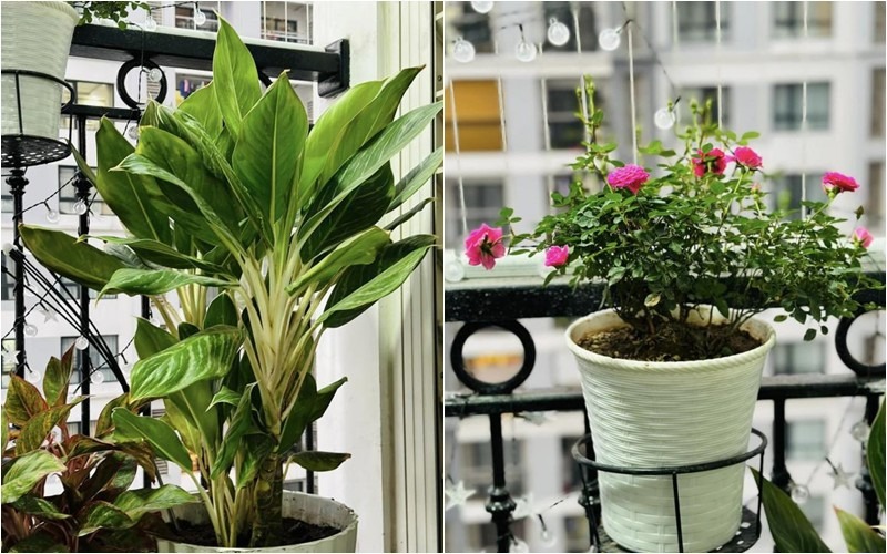 Vợ nam danh hài từng chia sẻ ban công nhà mình và tâm sự: 